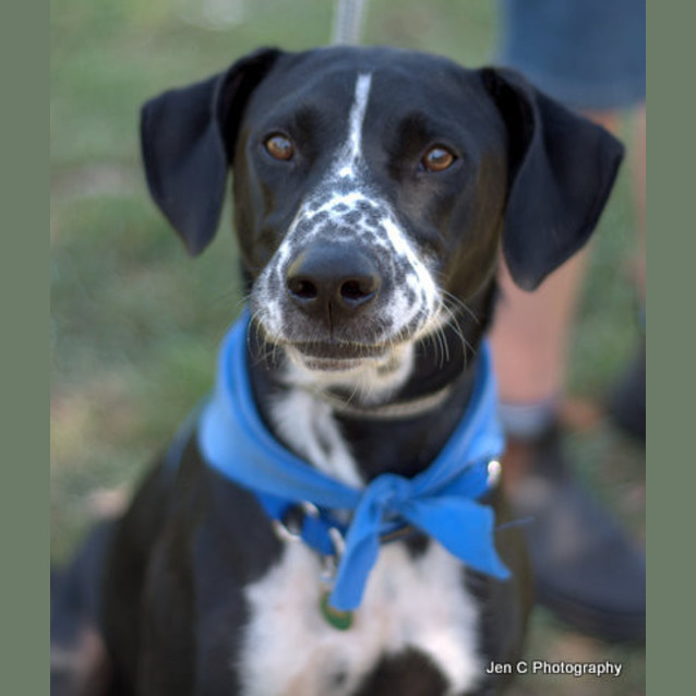 Photo of Jetta