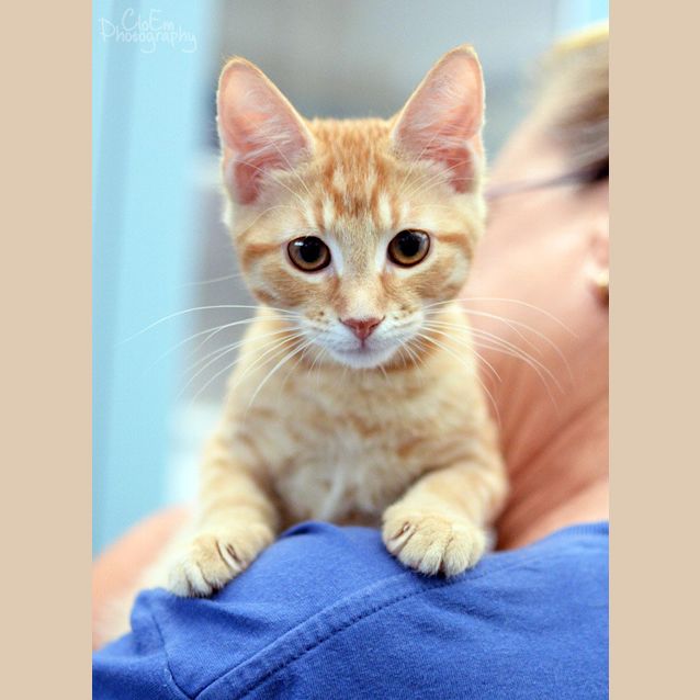 Photo of Cashmere