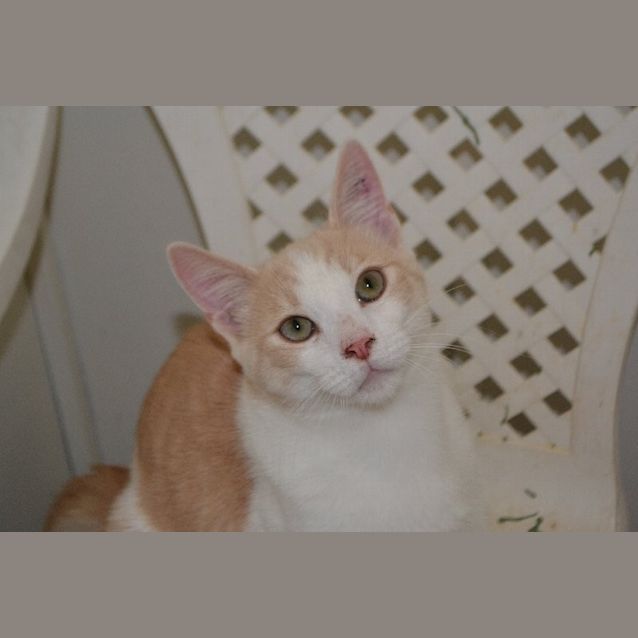 Photo of Spirit