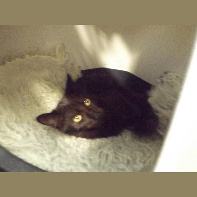 Photo of Diamond