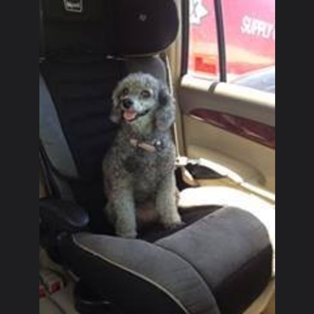 Photo of Roxie