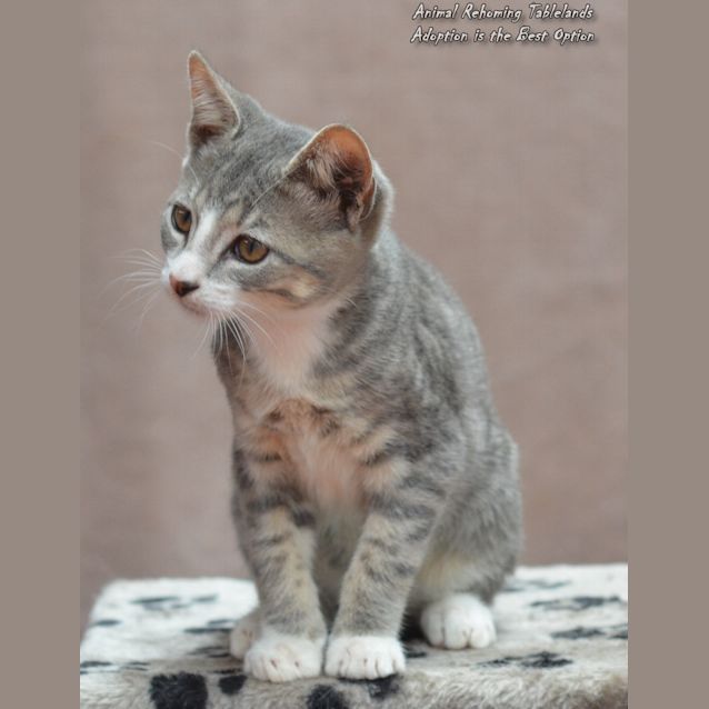Photo of Smokey