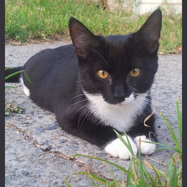 Photo of Murray (Lovebug Kitteh)