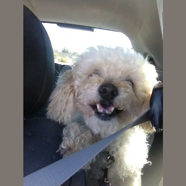 Photo of Mr Tango Jolson 