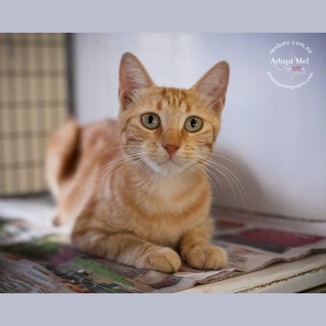 Photo of Felidae