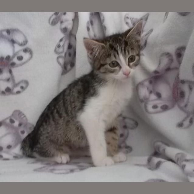 Photo of Gypsy