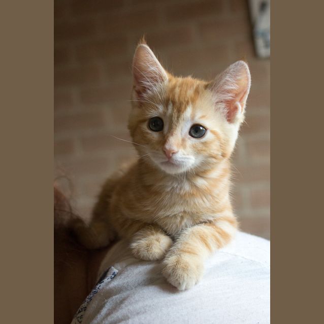 Photo of Willow