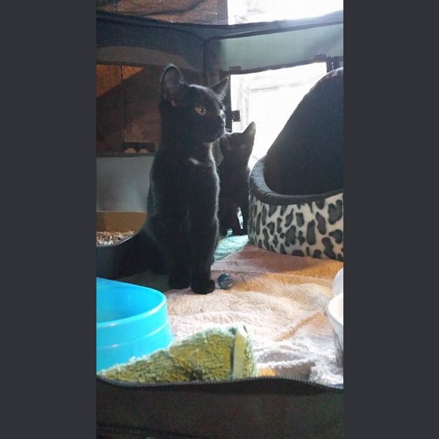 Photo of Ebony