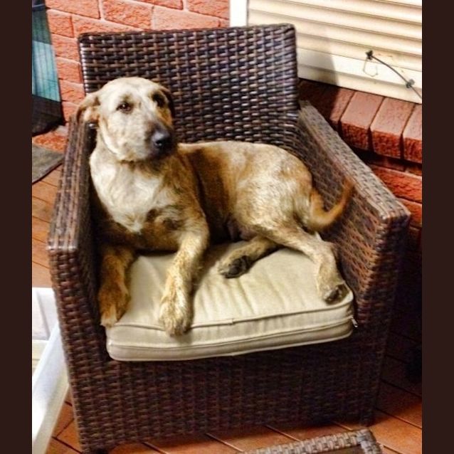 Photo of Taz