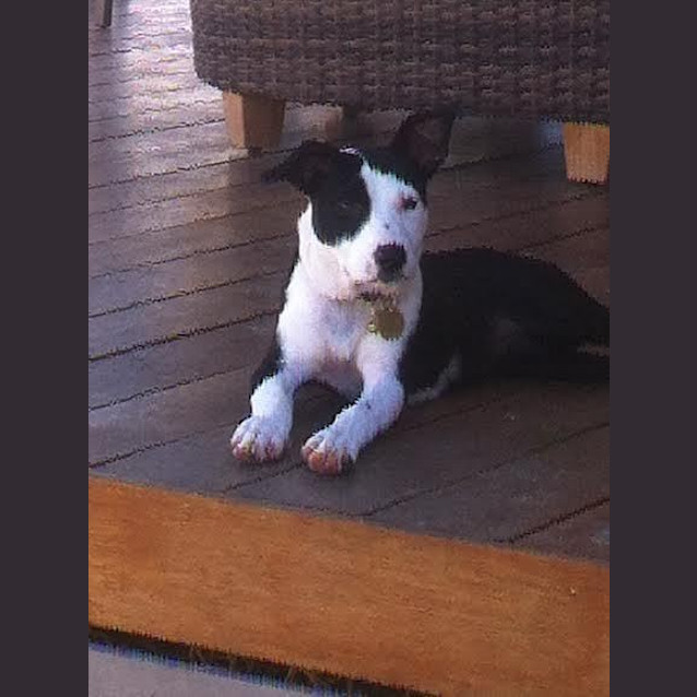 Photo of Maisie