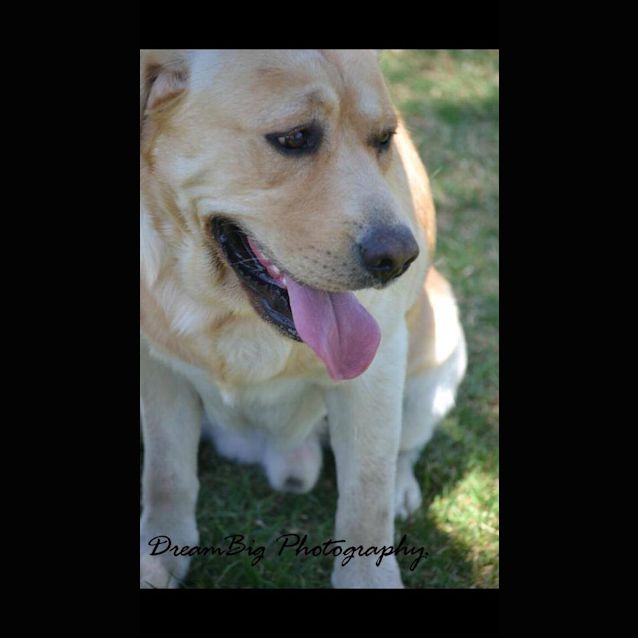 Photo of Conan: Young Labrador Male!!!!