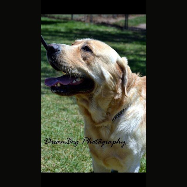 Photo of Conan: Young Labrador Male!!!!