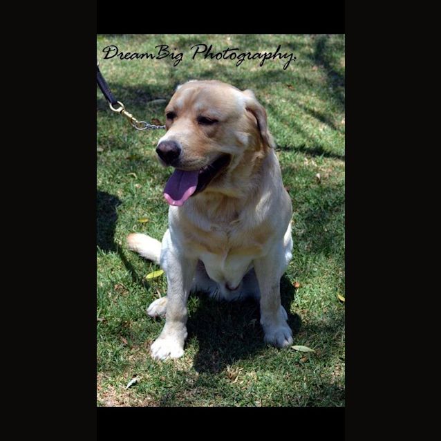 Photo of Conan: Young Labrador Male!!!!