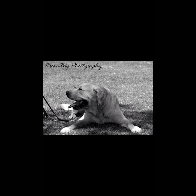 Photo of Conan: Young Labrador Male!!!!