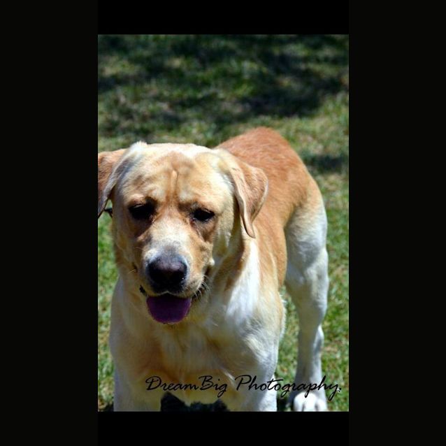 Photo of Conan: Young Labrador Male!!!!