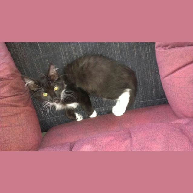Photo of Primrose