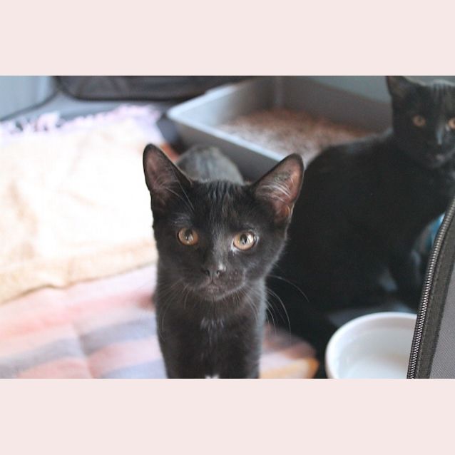 Photo of Ebony