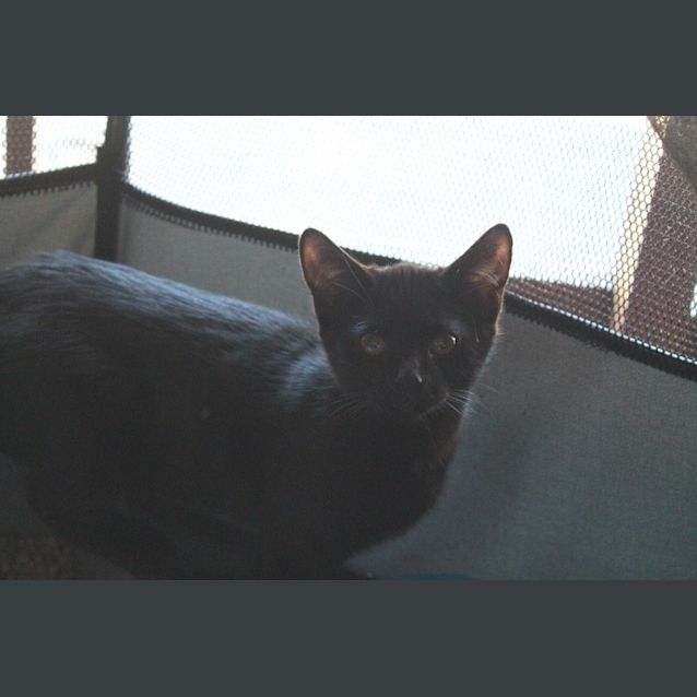 Photo of Ebony