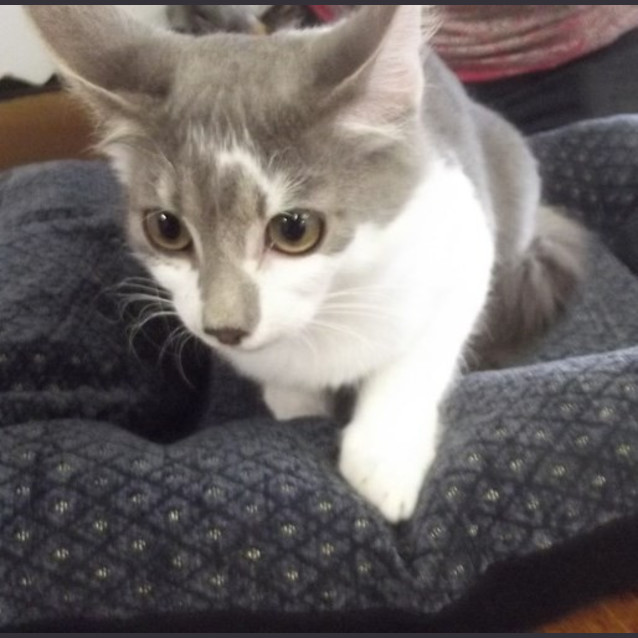 Photo of Tuppence
