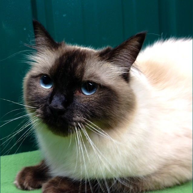 Photo of Gizmo (Squawks Pet Store)