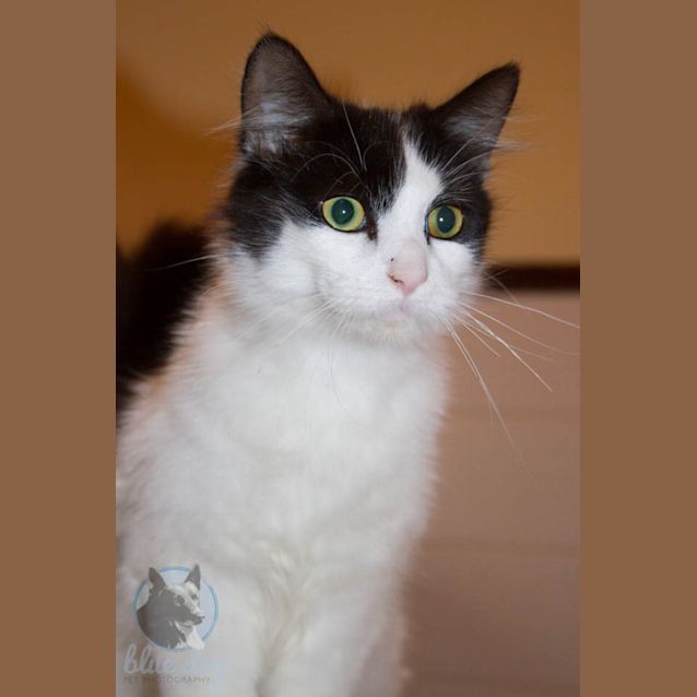 Photo of Benji (C964) Desexed And Ready