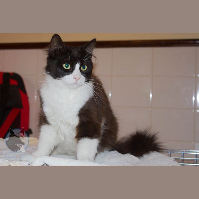 Photo of Gerry (C965) Desexed And Ready