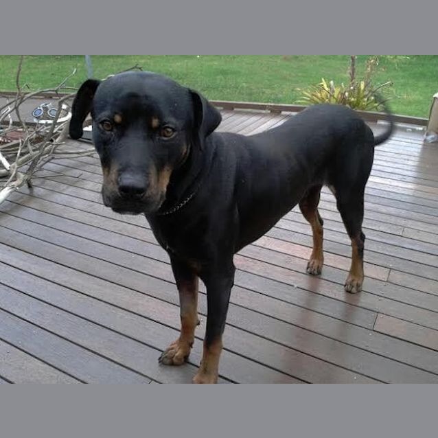 Photo of Magnificent Boss   Male Rotti X Doberman