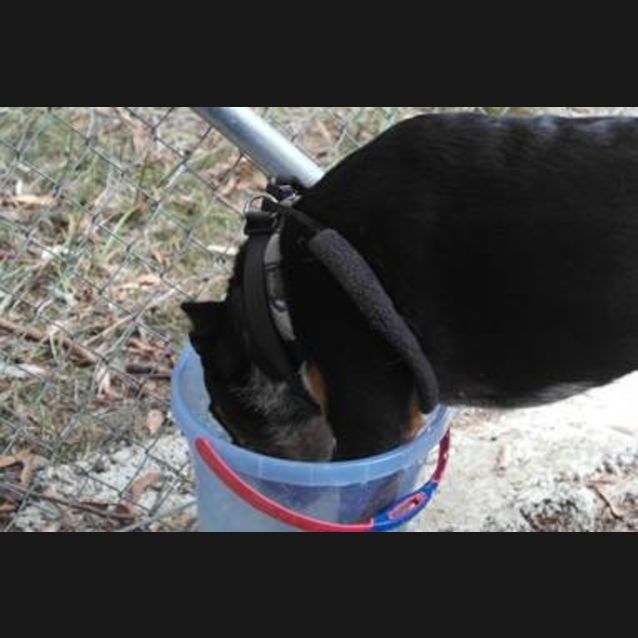 Photo of Bella (3) (By Carer 25/11/14) ~ Free