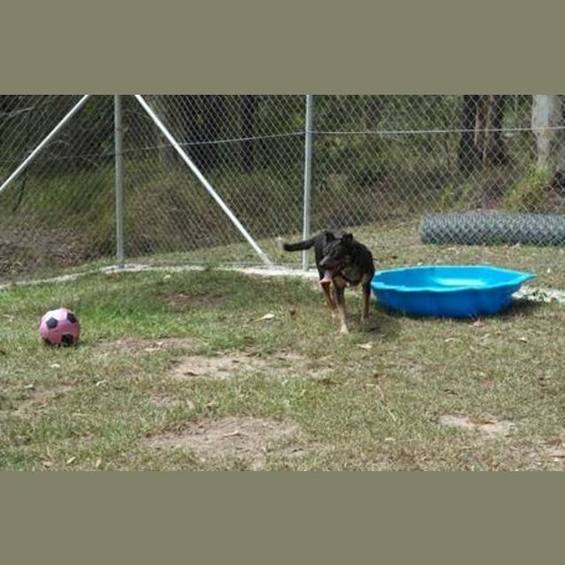 Photo of Bella (3) (By Carer 25/11/14) ~ Free