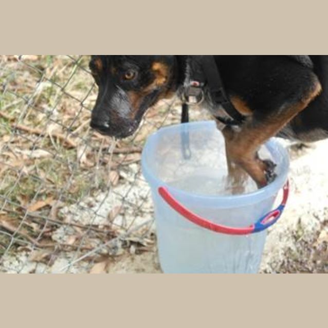 Photo of Bella (3) (By Carer 25/11/14) ~ Free