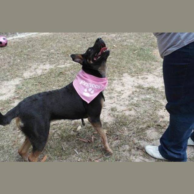 Photo of Bella (3) (By Carer 25/11/14) ~ Free