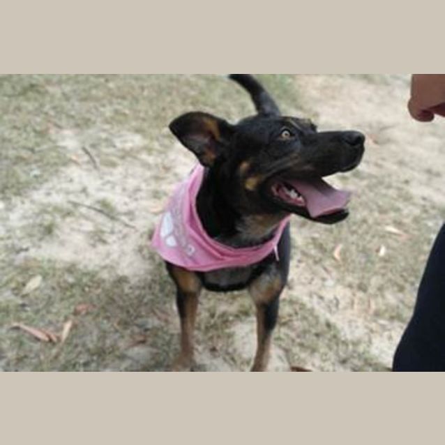 Photo of Bella (3) (By Carer 25/11/14) ~ Free