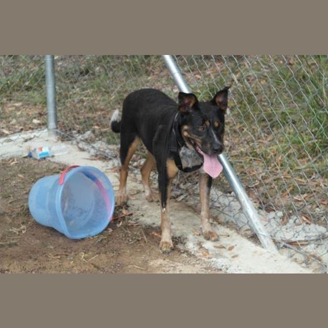 Photo of Bella (3) (By Carer 25/11/14) ~ Free