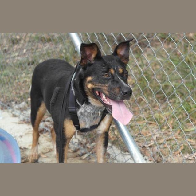 Photo of Bella (3) (By Carer 25/11/14) ~ Free