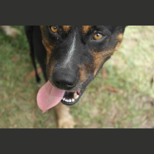 Photo of Bella (3) (By Carer 25/11/14) ~ Free