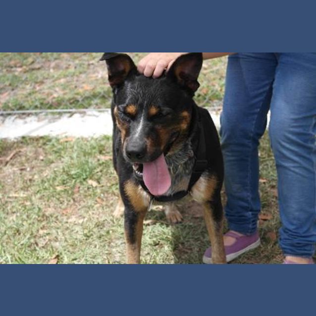 Photo of Bella (3) (By Carer 25/11/14) ~ Free