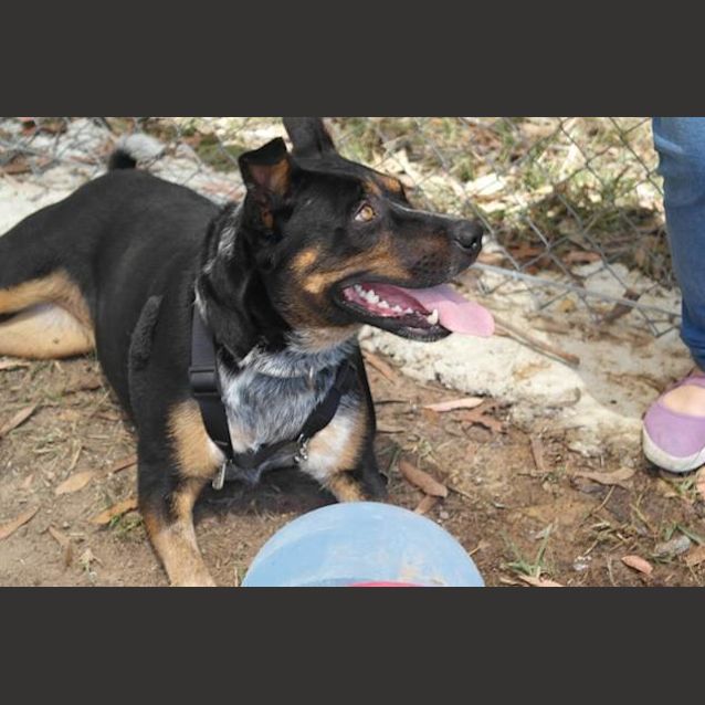 Photo of Bella (3) (By Carer 25/11/14) ~ Free