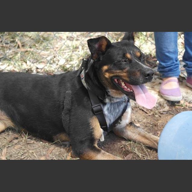 Photo of Bella (3) (By Carer 25/11/14) ~ Free