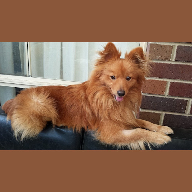 Photo of Gizmo