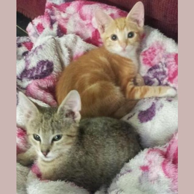 Photo of Rory Ranga (& Leo Lion Cub)