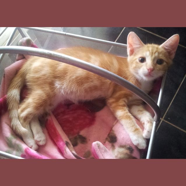 Photo of Rory Ranga (& Leo Lion Cub)