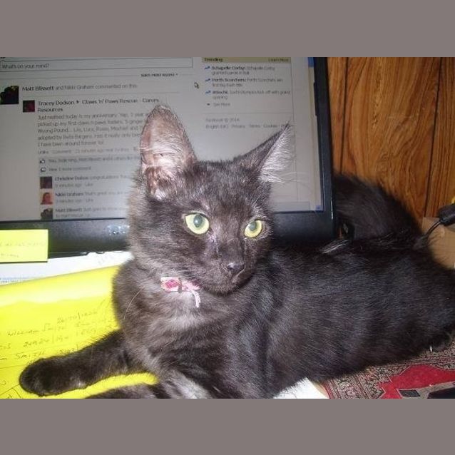 Photo of Maryanne (The Pet House Westfield Tuggerah)