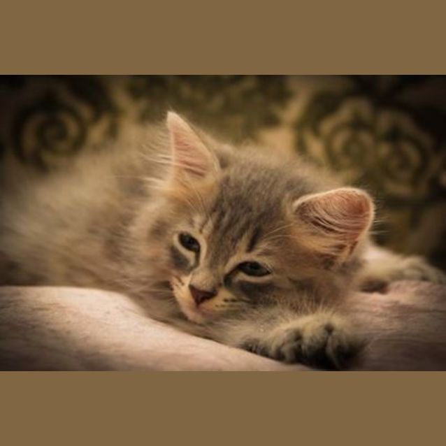 Photo of Sylvia