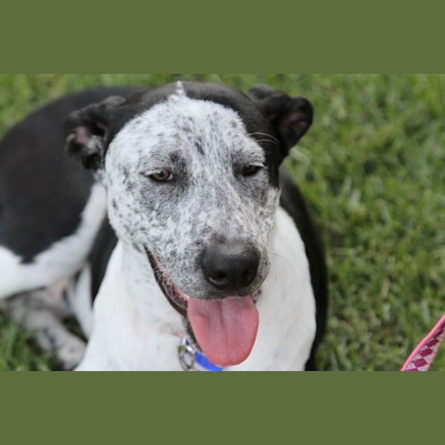 Photo of Milo (Girl) (On Trial 13/7/14) ~ I Have A Video