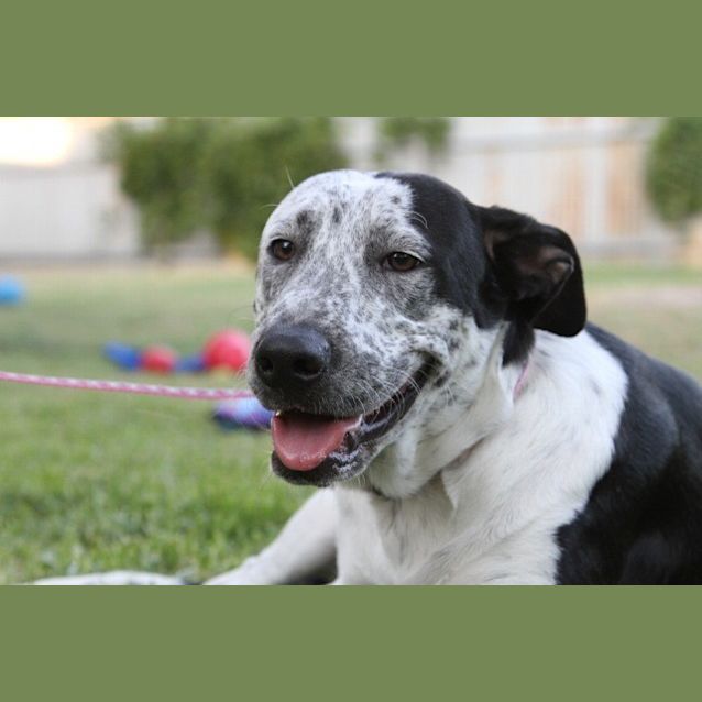 Photo of Milo (Girl) (On Trial 13/7/14) ~ I Have A Video