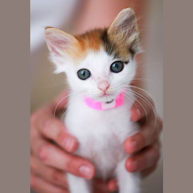 Photo of Lily     Purrfect Match Cat Adoptions