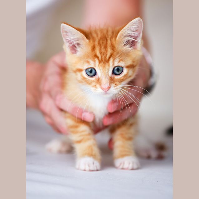 Photo of "Oscar"    Purrfect Match