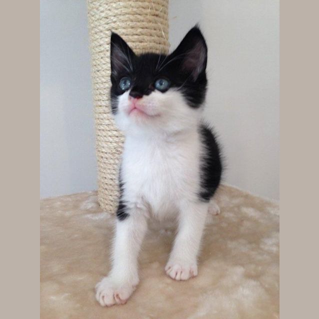 Photo of Opie