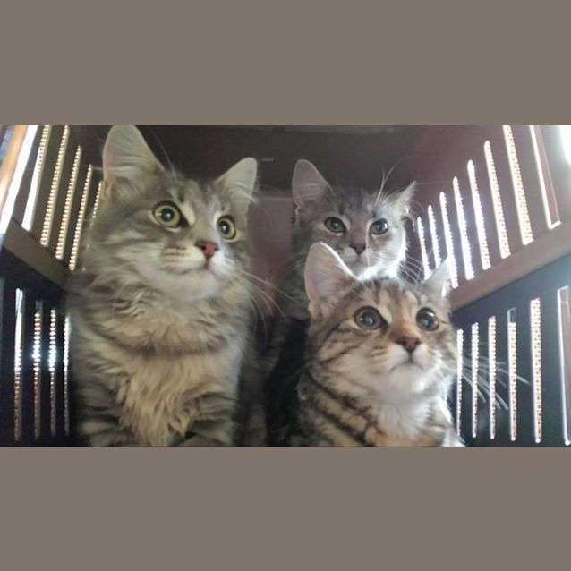 Photo of Oscar