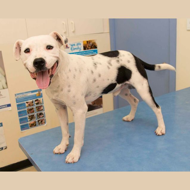 Photo of Brutus